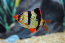 Ikan ini sulit didapat dan sering diburu karena corak dan bentuk tubuh mereka yang unik. 7 Jenis Ikan Hias Air Tawar Yang Menarik Untuk Dipelihara