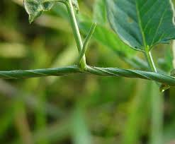 Image result for Convolvulus arvensis