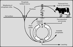 Phosphorus is an important element for all living organisms. Soil Management