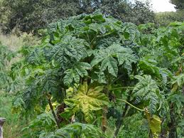 Image result for Vasconcellea pubescens