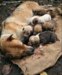 A mother dog's final act of love for her puppies