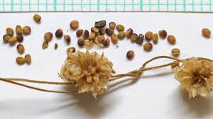 Image result for Cuscuta approximata