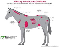 How To Evaluate Your Horses Weight Kpp