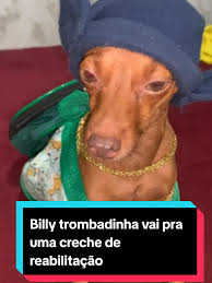 Billy trombadinha vai pra creche de reabilitação! #cachorro #pets  #funnyvideos😂 #fyp