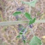 Image result for Mesosphaerum pectinatum