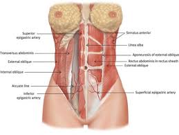 People, it's just a diagram of the human body. Applied Anatomy And Imaging Of The Pelvis Femoral Triangle And Inguinal Canal Chapter 2 Mrcog Part One