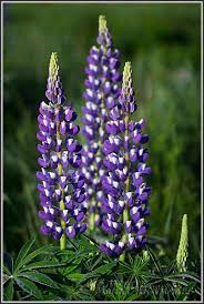 Lupines Lupine Flowers Flower Photos Flower Garden
