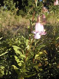 Image result for Ceratotheca sesamoides