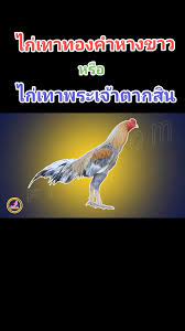 ไก่เทาทองหางขาว | TikTok