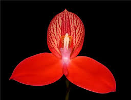 Image result for Disperis reichenbachiana