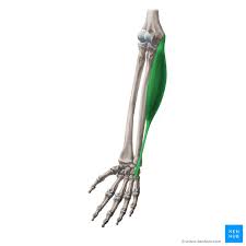 Posterior surface of the forearm. Flexor Carpi Ulnaris Origin Insertion Innervation Action Kenhub