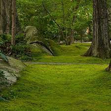 Roll Out The Green Carpet Moss Lawn Moss Garden Woodland Garden