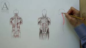 We did not find results for: Muscles Of The Body Anatomy Master Class For Figurative Artists Youtube