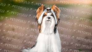 Biewer Cinsi Kopek Yorkshire Terrier Egitimi Pet Okulu