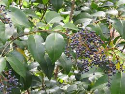 Image result for Ligustrum lucidum