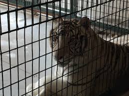 The results we show for the keyword big cat habitat hours will change over time as new keyword trends develop in the associated keyword catoegory and market. Big Cat Habitat Just Another Seedy Roadside Zoo Peta