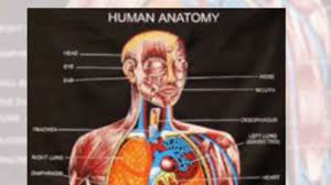 7 Tips How To Learn Anatomy Physiology Easily Youtube