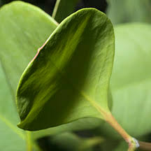 Image result for Sonneratia alba