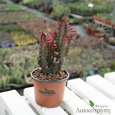 Image result for Euphorbia rubriflora