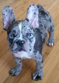 Image Result Bulldog Puppies French Bulldog Puppies Merle French Bulldog