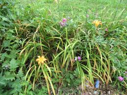Image result for Lobelia petiolata