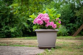 Your posting on the climbing hydrangea was very helpful, and good timing! Potted Hydrangeas Growing And Care Tips Croix Chatelain