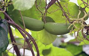 Image result for Mondia ecornuta