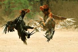 Phoenix bird history in tamil language. Phoenix Chicken Png Images Pngegg