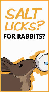 Contrary to popular belief, rabbits are not mute, but make sounds and each one to show us their affection and desire to be cuddled, rabbits approach us with their little noses, licking and biting us. Salt Licks For Rabbits Salt Lick Bunny Care Tips Pet Rabbit