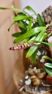 Image result for Bulbophyllum falcatum