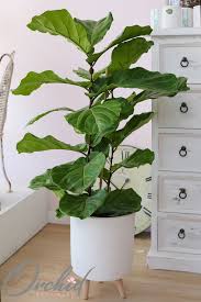 Image result for Ficus conraui