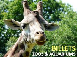 Spend your day in the zoo of beauval with a bilingual driver at your disposal all the day. Billet Zoo Pas Cher Reduction Promo Billets Entrees 2021