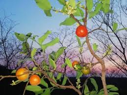 Image result for Olax obtusifolia