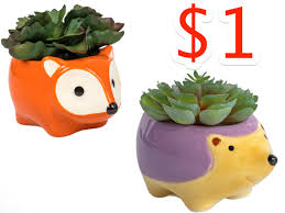 Refine your search for porcupine cactus. What Interior Designers Would Buy At Dollar Tree This Month