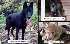 We did not find results for: What Is Lycan Shepherd Guide From Lycan Shepherd Breeder