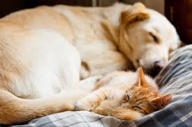 Kedi Kopek Sahipleri Arasindaki 15 Benzerlik Ve Fark Yemek Tarifleri Guzellik Bakim Saglik Ve Yasam