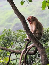 Rhesus Macaque Wikipedia