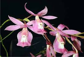 Image result for Polystachya cribbiana