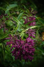 Image result for Cestrum × cultum