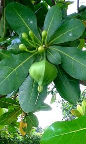 Image result for Barringtonia asiatica