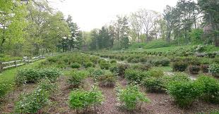 It is the principal city of the ann arbor metropolitan statistical area, which encompasses all of washtenaw county. Matthaei Botanical Gardens And Nichols Arboretum Community Facebook