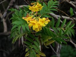 Image result for Tecoma stans