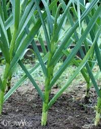 There is a rapid growth stage just before garlic is ready to harvest, so a few days could make a significant difference. How To Harvest And Cure Garlic
