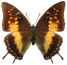 Image result for Basananthe sandersonii