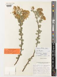 Image result for Caucanthus