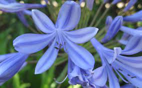 Google Image Result For Http Www Altiusdirectory Com Shopping Images Agapanth Best Flower Pictures Purple Flowers Wallpaper Flower Meanings