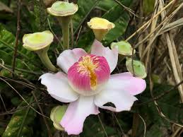 Image result for Crateranthus