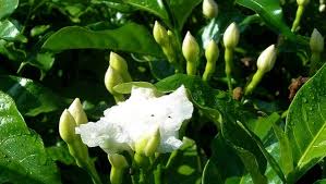 Image result for Tabernaemontana