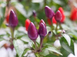 At last, an ornamental pepper that tastes as good as it looks. Can You Eat Ornamental Peppers Pepperscale