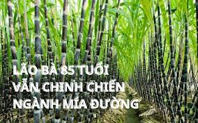 5 'lão bà' doanh nhân đình đám Việt Nam: Đều là 'nữ tướng' lẫy lừng ...